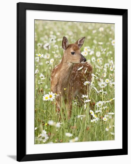 Whitetail Deer Fawn Among Oxeye Daisy, in Captivity, Sandstone, Minnesota, USA-James Hager-Framed Photographic Print