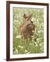 Whitetail Deer Fawn Among Oxeye Daisy, in Captivity, Sandstone, Minnesota, USA-James Hager-Framed Photographic Print