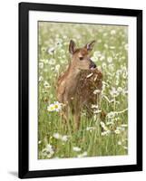 Whitetail Deer Fawn Among Oxeye Daisy, in Captivity, Sandstone, Minnesota, USA-James Hager-Framed Photographic Print