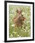 Whitetail Deer Fawn Among Oxeye Daisy, in Captivity, Sandstone, Minnesota, USA-James Hager-Framed Photographic Print