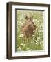 Whitetail Deer Fawn Among Oxeye Daisy, in Captivity, Sandstone, Minnesota, USA-James Hager-Framed Photographic Print