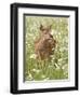 Whitetail Deer Fawn Among Oxeye Daisy, in Captivity, Sandstone, Minnesota, USA-James Hager-Framed Photographic Print