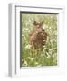 Whitetail Deer Fawn Among Oxeye Daisy, in Captivity, Sandstone, Minnesota, USA-James Hager-Framed Photographic Print