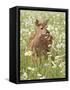 Whitetail Deer Fawn Among Oxeye Daisy, in Captivity, Sandstone, Minnesota, USA-James Hager-Framed Stretched Canvas