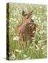 Whitetail Deer Fawn Among Oxeye Daisy, in Captivity, Sandstone, Minnesota, USA-James Hager-Stretched Canvas