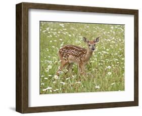 Whitetail Deer Fawn Among Oxeye Daisy, in Captivity, Sandstone, Minnesota, USA-James Hager-Framed Photographic Print