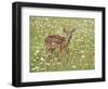 Whitetail Deer Fawn Among Oxeye Daisy, in Captivity, Sandstone, Minnesota, USA-James Hager-Framed Photographic Print