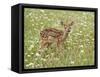 Whitetail Deer Fawn Among Oxeye Daisy, in Captivity, Sandstone, Minnesota, USA-James Hager-Framed Stretched Canvas