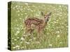 Whitetail Deer Fawn Among Oxeye Daisy, in Captivity, Sandstone, Minnesota, USA-James Hager-Stretched Canvas