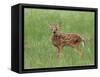 Whitetail Deer Fawn (Odocileus Virginianus), 21 Days Old, in Captivity, Minnesota, USA-James Hager-Framed Stretched Canvas