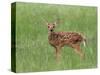 Whitetail Deer Fawn (Odocileus Virginianus), 21 Days Old, in Captivity, Minnesota, USA-James Hager-Stretched Canvas