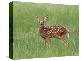 Whitetail Deer Fawn (Odocileus Virginianus), 21 Days Old, in Captivity, Minnesota, USA-James Hager-Stretched Canvas