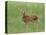 Whitetail Deer Fawn (Odocileus Virginianus), 21 Days Old, in Captivity, Minnesota, USA-James Hager-Stretched Canvas