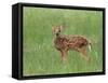 Whitetail Deer Fawn (Odocileus Virginianus), 21 Days Old, in Captivity, Minnesota, USA-James Hager-Framed Stretched Canvas