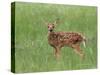 Whitetail Deer Fawn (Odocileus Virginianus), 21 Days Old, in Captivity, Minnesota, USA-James Hager-Stretched Canvas