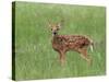 Whitetail Deer Fawn (Odocileus Virginianus), 21 Days Old, in Captivity, Minnesota, USA-James Hager-Stretched Canvas