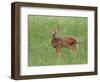 Whitetail Deer Fawn (Odocileus Virginianus), 21 Days Old, in Captivity, Minnesota, USA-James Hager-Framed Photographic Print