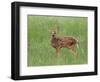 Whitetail Deer Fawn (Odocileus Virginianus), 21 Days Old, in Captivity, Minnesota, USA-James Hager-Framed Photographic Print