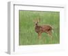 Whitetail Deer Fawn (Odocileus Virginianus), 21 Days Old, in Captivity, Minnesota, USA-James Hager-Framed Photographic Print