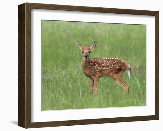 Whitetail Deer Fawn (Odocileus Virginianus), 21 Days Old, in Captivity, Minnesota, USA-James Hager-Framed Photographic Print