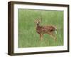 Whitetail Deer Fawn (Odocileus Virginianus), 21 Days Old, in Captivity, Minnesota, USA-James Hager-Framed Photographic Print