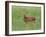 Whitetail Deer Fawn (Odocileus Virginianus), 21 Days Old, in Captivity, Minnesota, USA-James Hager-Framed Photographic Print