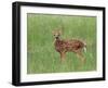 Whitetail Deer Fawn (Odocileus Virginianus), 21 Days Old, in Captivity, Minnesota, USA-James Hager-Framed Photographic Print