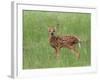 Whitetail Deer Fawn (Odocileus Virginianus), 21 Days Old, in Captivity, Minnesota, USA-James Hager-Framed Photographic Print