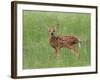 Whitetail Deer Fawn (Odocileus Virginianus), 21 Days Old, in Captivity, Minnesota, USA-James Hager-Framed Photographic Print