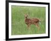 Whitetail Deer Fawn (Odocileus Virginianus), 21 Days Old, in Captivity, Minnesota, USA-James Hager-Framed Photographic Print