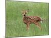 Whitetail Deer Fawn (Odocileus Virginianus), 21 Days Old, in Captivity, Minnesota, USA-James Hager-Mounted Photographic Print