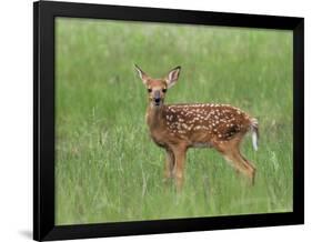 Whitetail Deer Fawn (Odocileus Virginianus), 21 Days Old, in Captivity, Minnesota, USA-James Hager-Framed Photographic Print