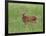 Whitetail Deer Fawn (Odocileus Virginianus), 21 Days Old, in Captivity, Minnesota, USA-James Hager-Framed Photographic Print