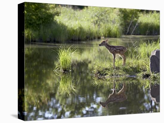 Whitetail Deer Fawn with Reflection, in Captivity, Sandstone, Minnesota, USA-James Hager-Stretched Canvas