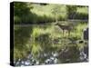 Whitetail Deer Fawn with Reflection, in Captivity, Sandstone, Minnesota, USA-James Hager-Stretched Canvas