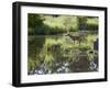 Whitetail Deer Fawn with Reflection, in Captivity, Sandstone, Minnesota, USA-James Hager-Framed Photographic Print