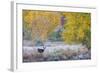 Whitetail deer grazing under autumn cottonwood tree, near Moab, Utah, USA.-Howie Garber-Framed Photographic Print