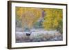 Whitetail deer grazing under autumn cottonwood tree, near Moab, Utah, USA.-Howie Garber-Framed Photographic Print