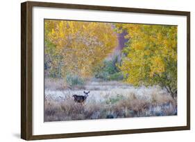 Whitetail deer grazing under autumn cottonwood tree, near Moab, Utah, USA.-Howie Garber-Framed Photographic Print