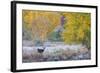 Whitetail deer grazing under autumn cottonwood tree, near Moab, Utah, USA.-Howie Garber-Framed Photographic Print