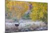 Whitetail deer grazing under autumn cottonwood tree, near Moab, Utah, USA.-Howie Garber-Mounted Photographic Print