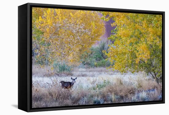 Whitetail deer grazing under autumn cottonwood tree, near Moab, Utah, USA.-Howie Garber-Framed Stretched Canvas