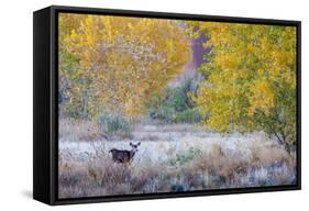 Whitetail deer grazing under autumn cottonwood tree, near Moab, Utah, USA.-Howie Garber-Framed Stretched Canvas