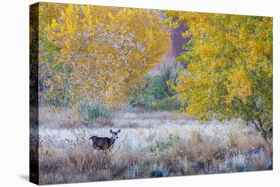 Whitetail deer grazing under autumn cottonwood tree, near Moab, Utah, USA.-Howie Garber-Stretched Canvas