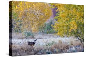 Whitetail deer grazing under autumn cottonwood tree, near Moab, Utah, USA.-Howie Garber-Stretched Canvas