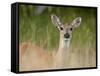 Whitetail Deer (Odocoileus Virginianus) Doe, Stillwater County, Montana, USA-James Hager-Framed Stretched Canvas