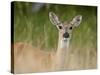 Whitetail Deer (Odocoileus Virginianus) Doe, Stillwater County, Montana, USA-James Hager-Stretched Canvas