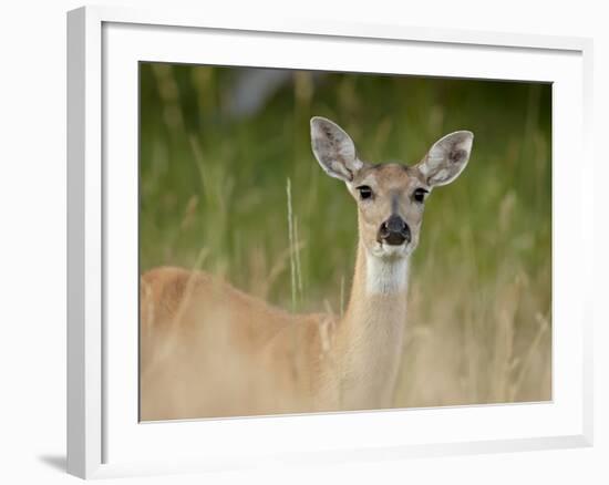 Whitetail Deer (Odocoileus Virginianus) Doe, Stillwater County, Montana, USA-James Hager-Framed Photographic Print