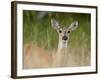 Whitetail Deer (Odocoileus Virginianus) Doe, Stillwater County, Montana, USA-James Hager-Framed Photographic Print