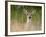 Whitetail Deer (Odocoileus Virginianus) Doe, Stillwater County, Montana, USA-James Hager-Framed Photographic Print